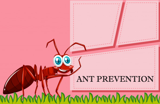 Best Pest Control In Mumbai At Reasonable Rates
